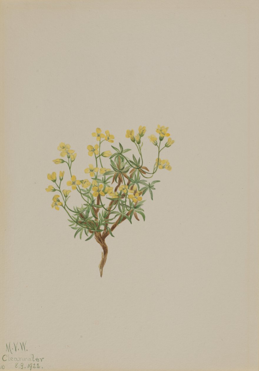 Žlutá vrbová tráva, 1922. od Mary Vaux Walcott