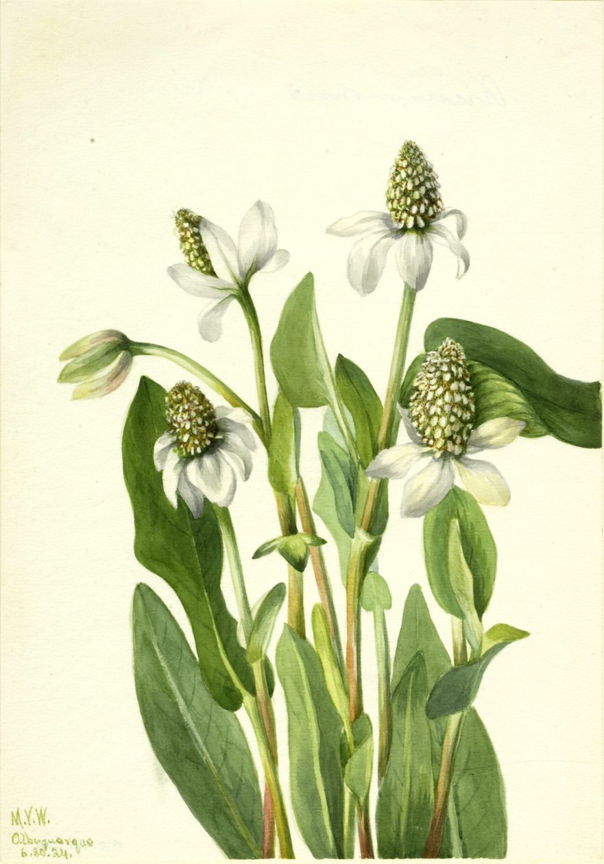 Yerba Mansa (Anemopsis californica) od Mary Vaux Walcott