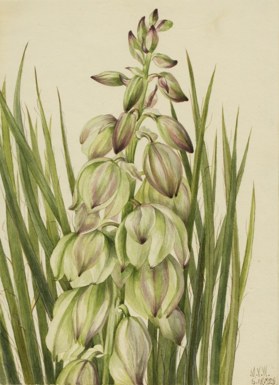 yucca yucca put one, 1928. od Mary Vaux Walcott