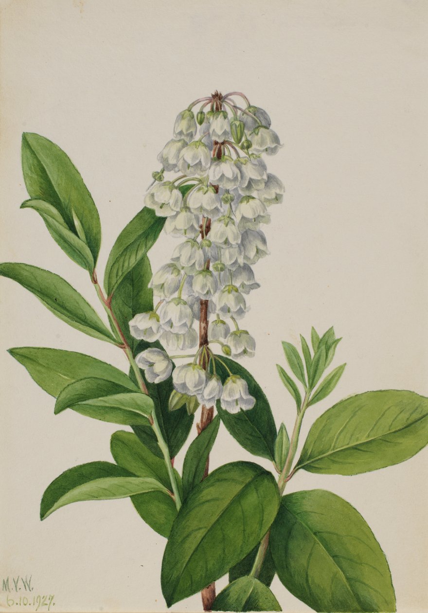 Zenobia Zenobia cassinifolia, 1927. od Mary Vaux Walcott