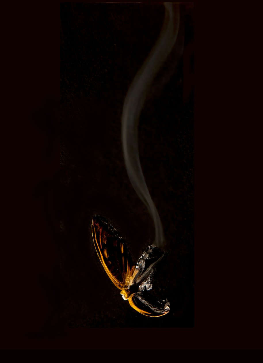 Hořící motýl 15, 2013 (Lambda print) od Mat Collishaw