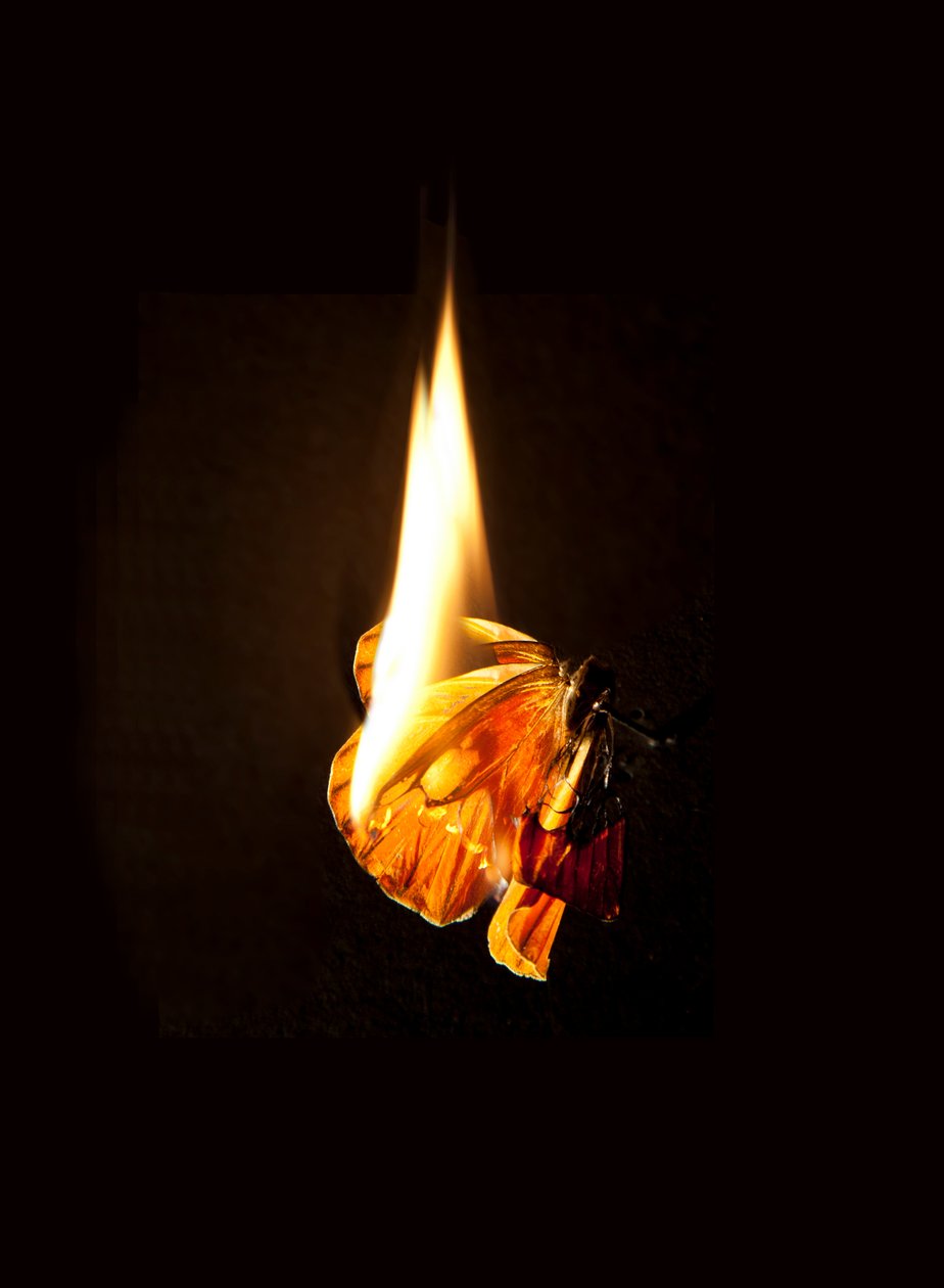 Hořící motýl 17, 2013 (Lambda print) od Mat Collishaw