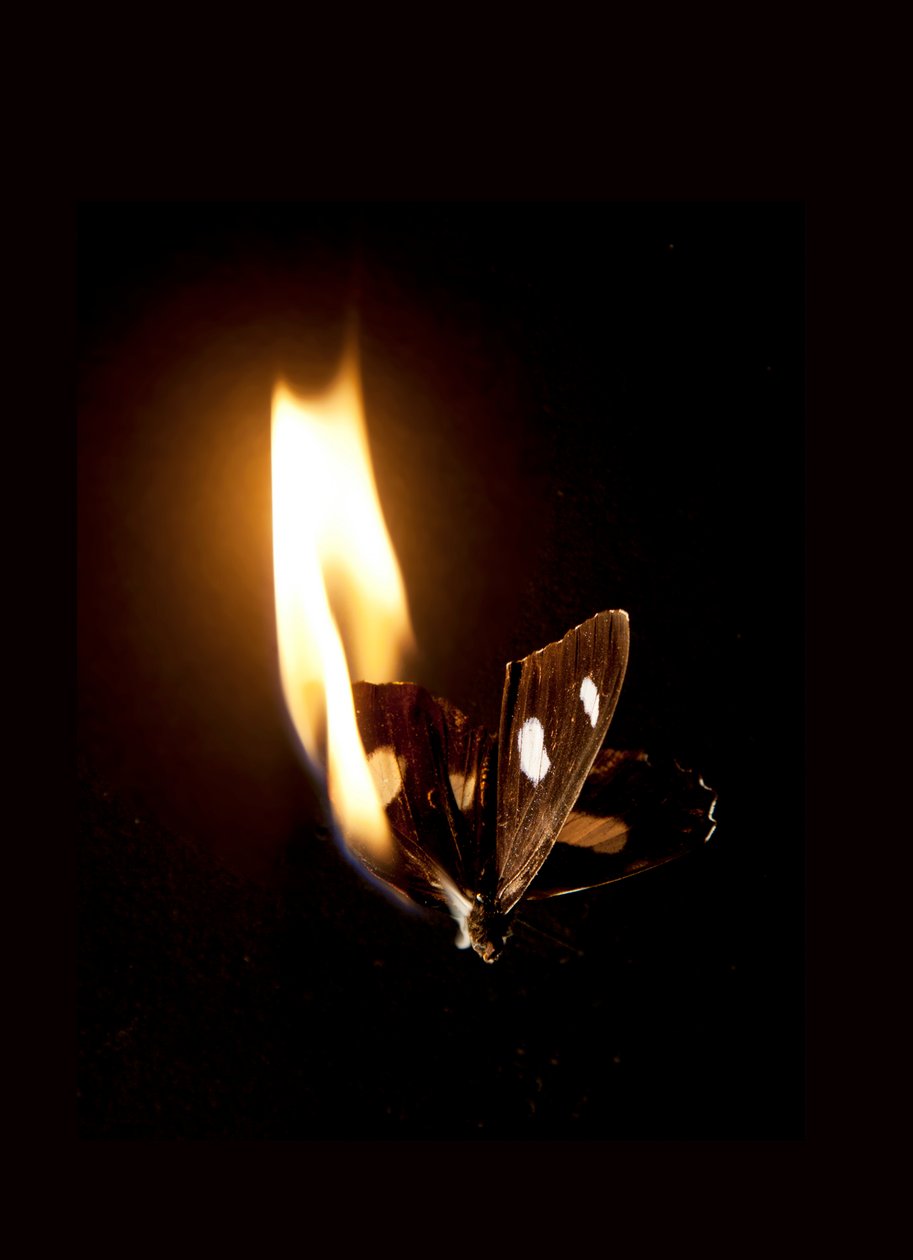 Hořící motýl 21, 2013 (Lambda print) od Mat Collishaw