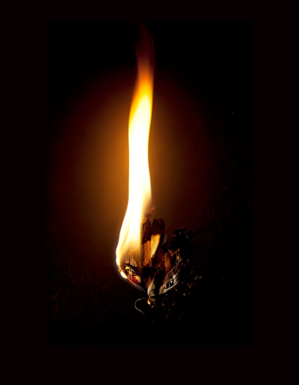 Hořící motýl 23, 2013 (Lambda print) od Mat Collishaw
