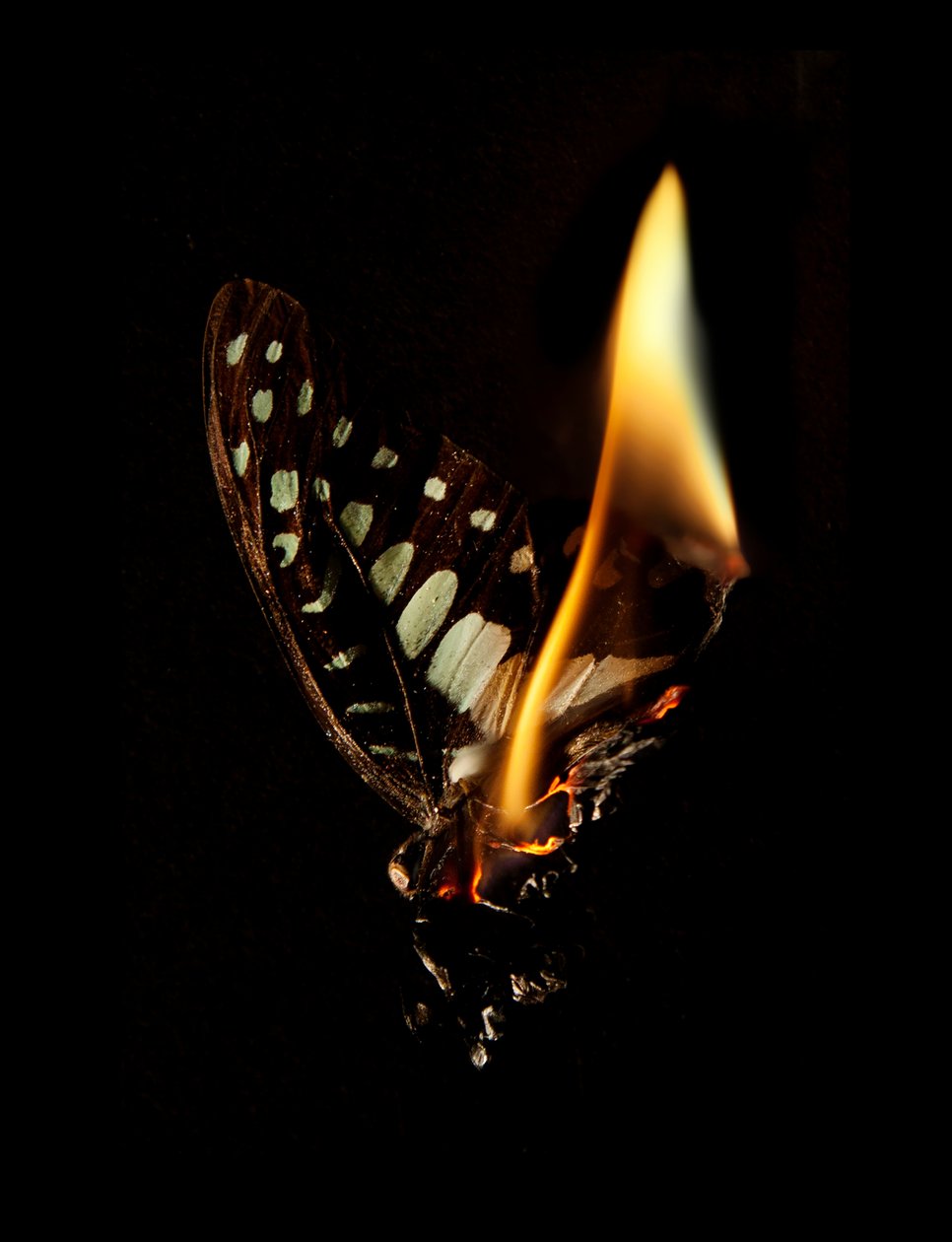 Hořící motýl 24, 2013 (Lambda print) od Mat Collishaw