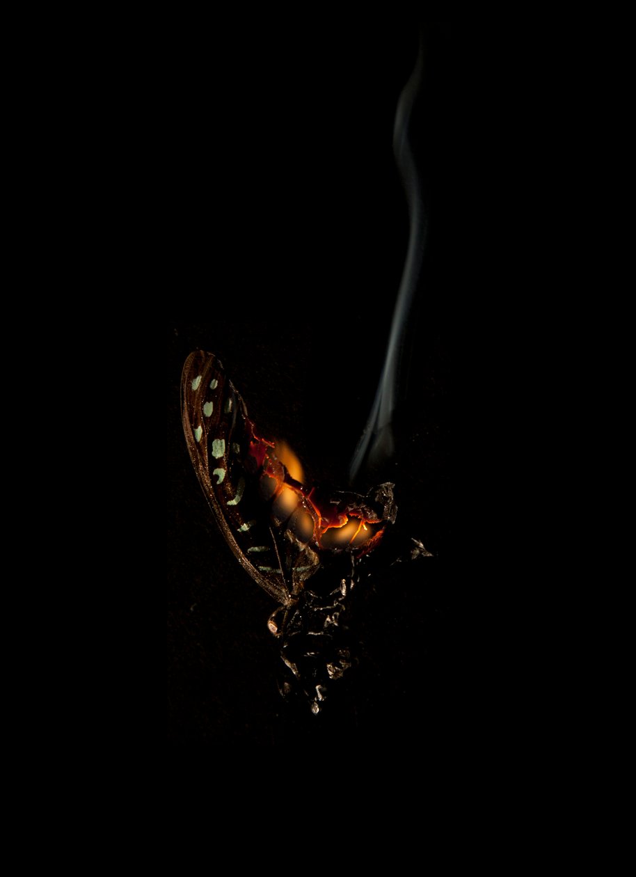 Hořící motýl 5, 2013 (Lambda print) od Mat Collishaw