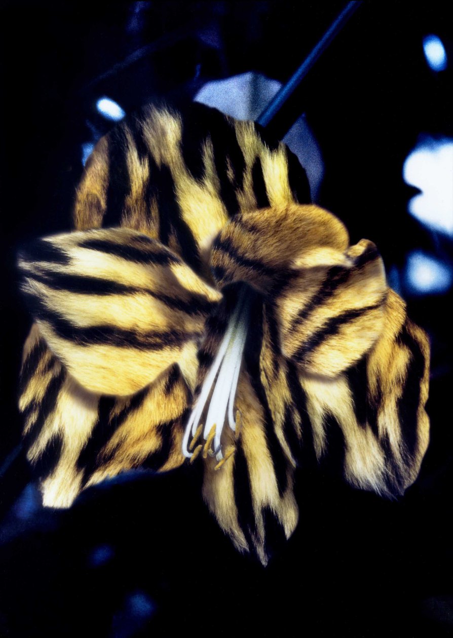 Lilie s tygří kůží od Mat Collishaw