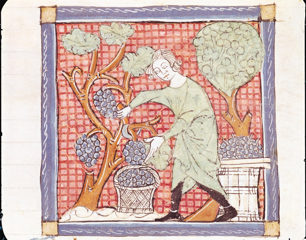 Fol.59r Září: Sklizeň od Matfre Ermengaut