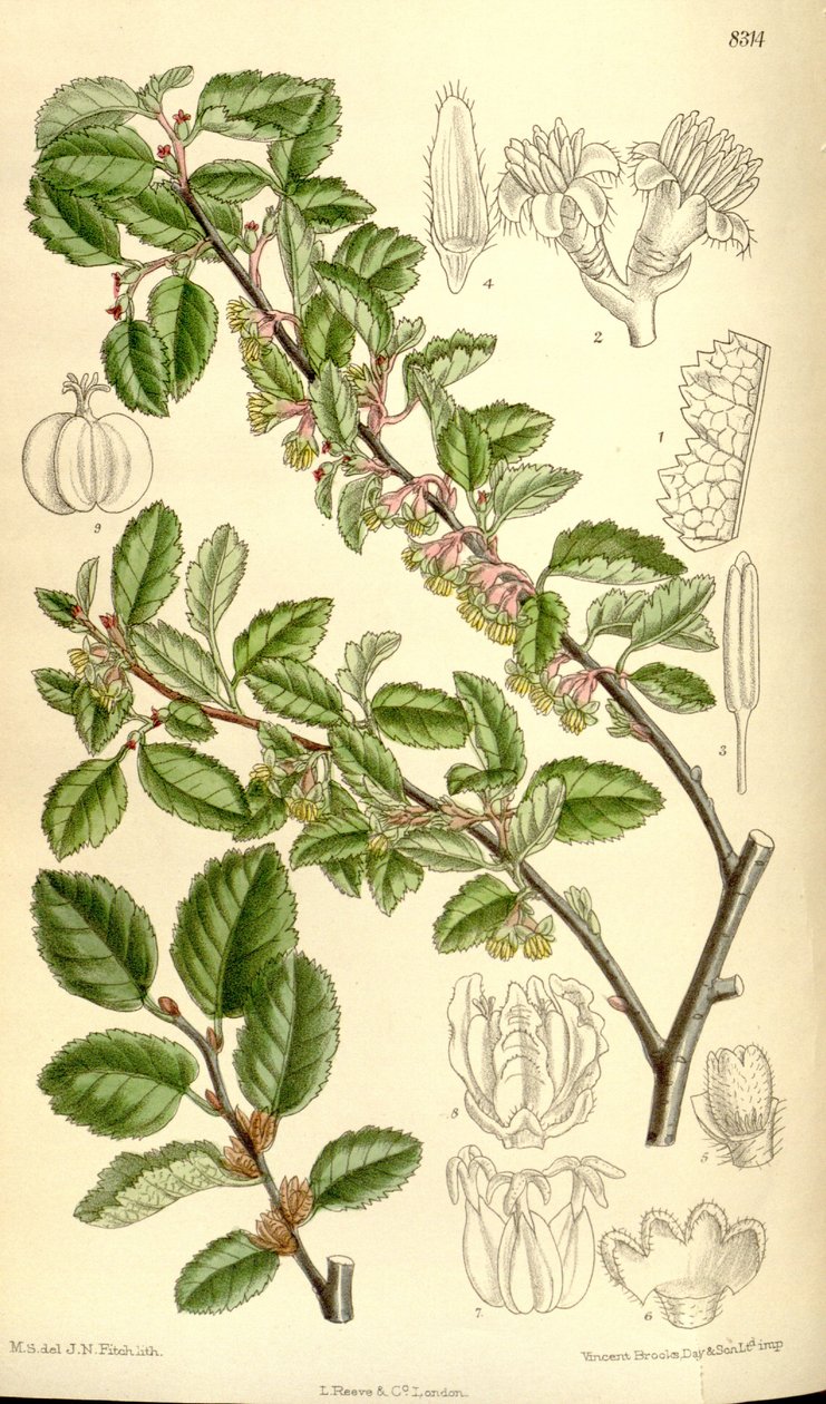 Nothofagus antarctica od J.N. Fitch