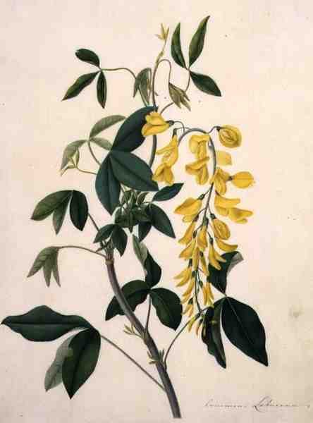 Laburnum Anagyroides (kvaš přes tužku na pergamenu) od Matilda Conyers