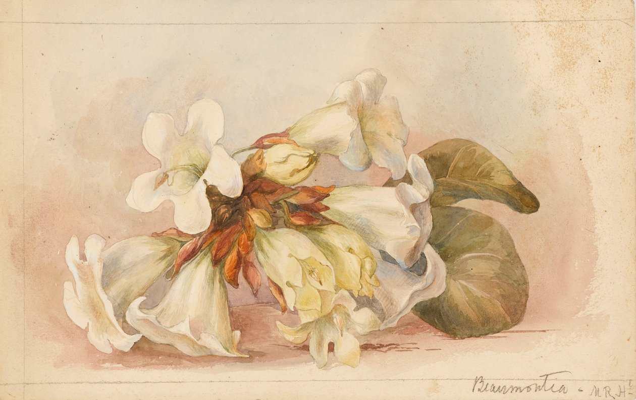 "Beaumontia", asi 1880 (akvarel) od Matilda Rose Herschel