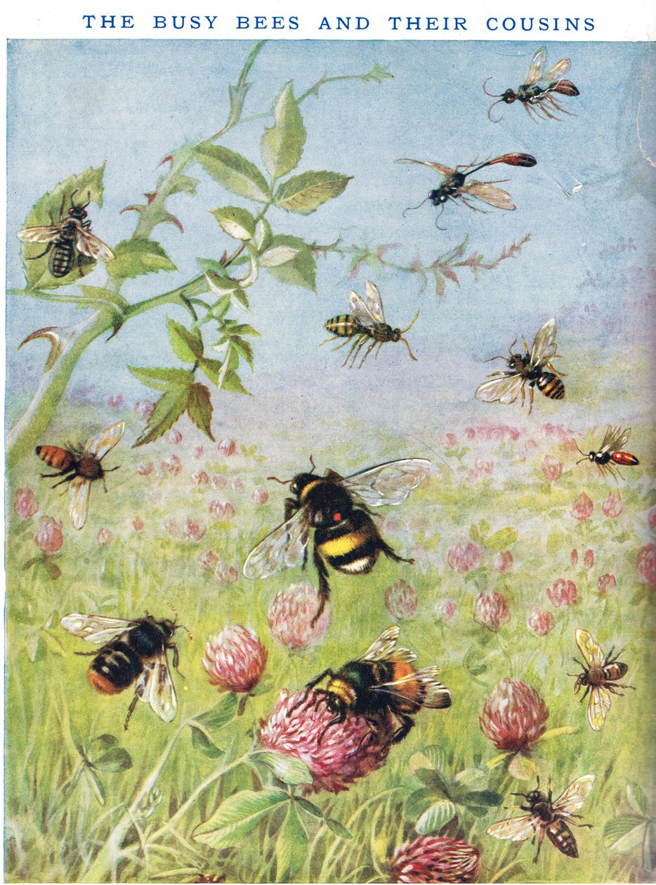 Busy Bees a jejich bratranci od Maud Scrivener