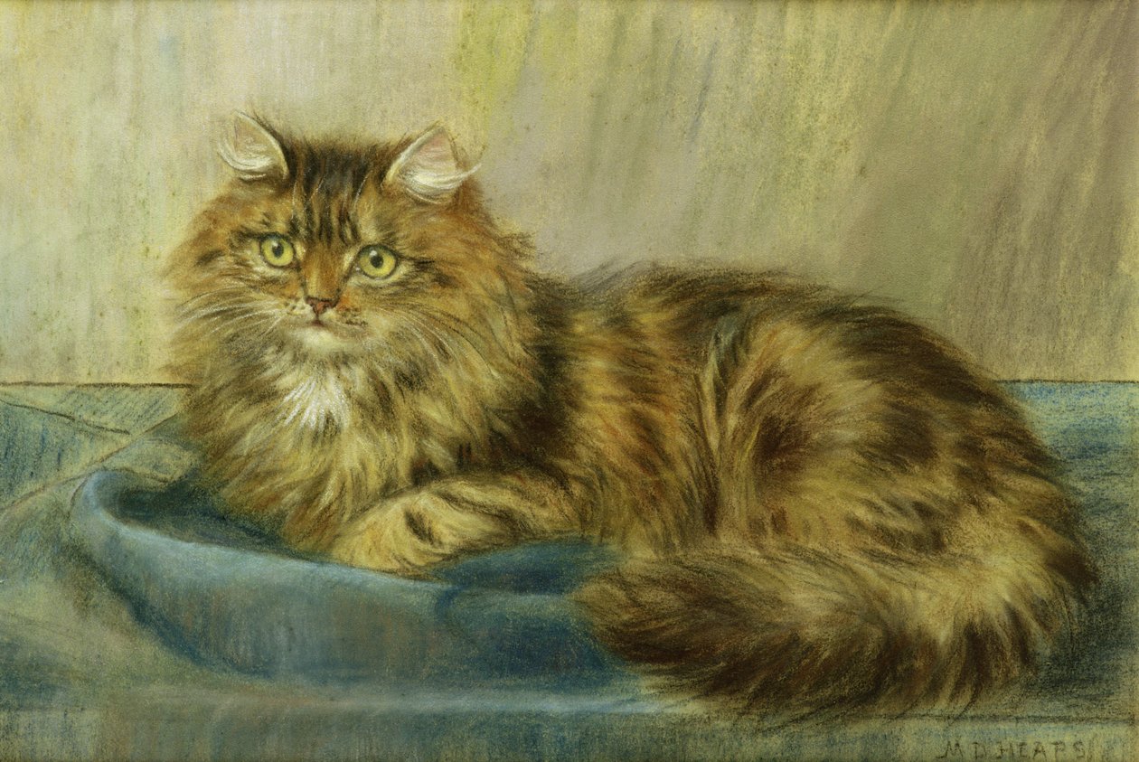 Pastel perská kočka od Maud D. Heaps