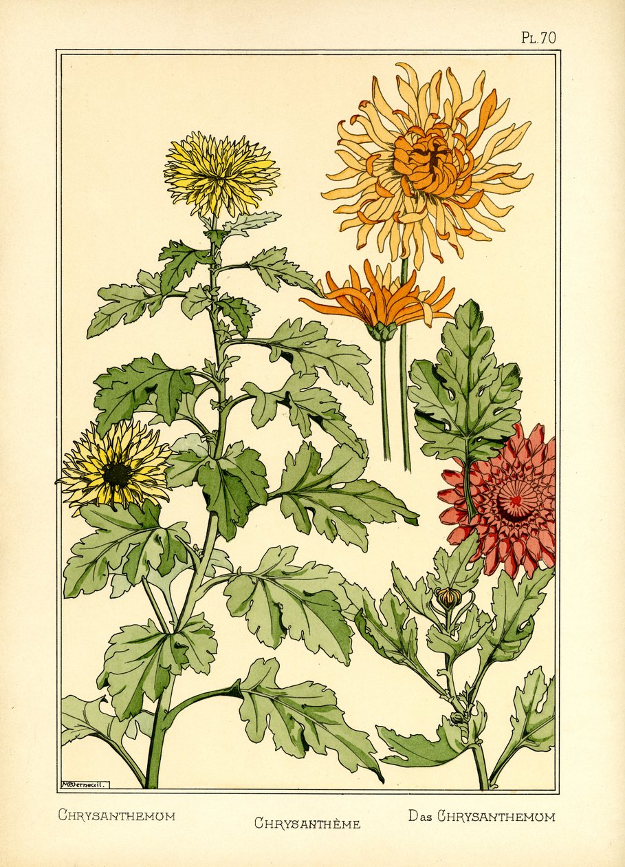 Chryzantéma (barva litho) od Maurice Pillard Verneuil