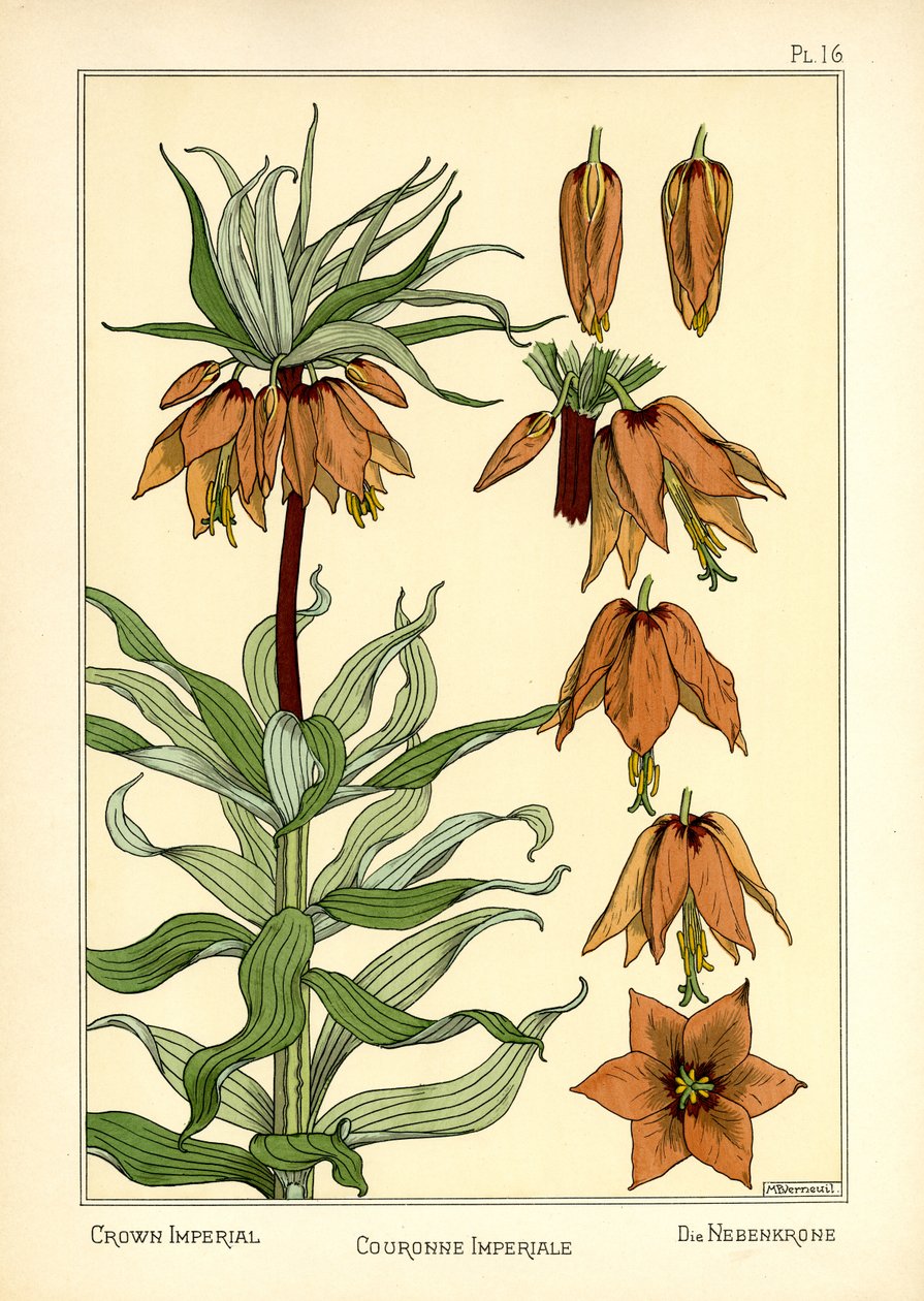 The Crown Imperial (barevné lito) od Maurice Pillard Verneuil