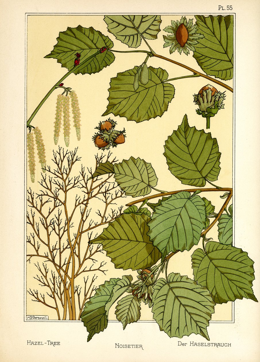 Lískový strom (barva litho) od Maurice Pillard Verneuil