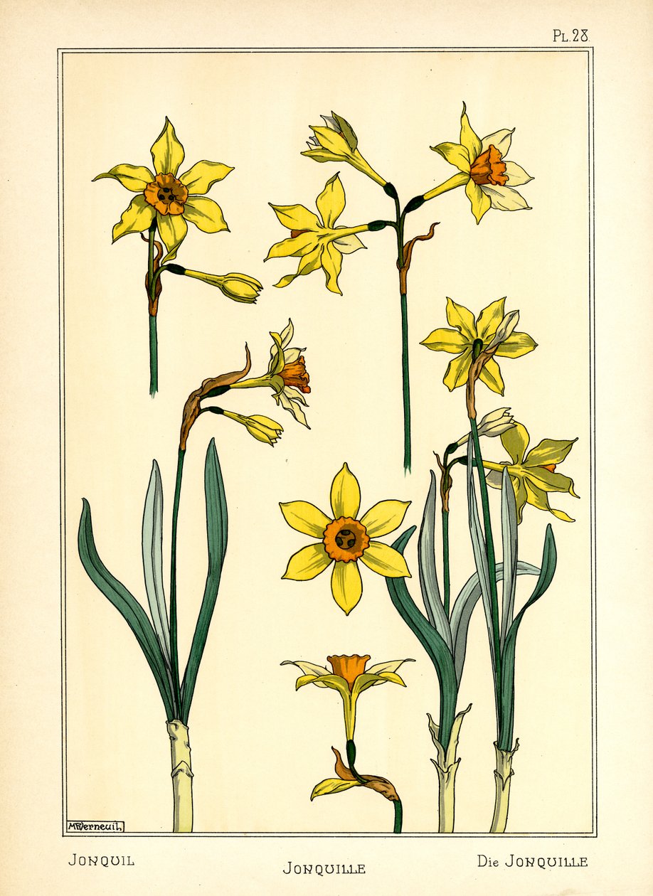 Jonquil (barevné lito) od Maurice Pillard Verneuil