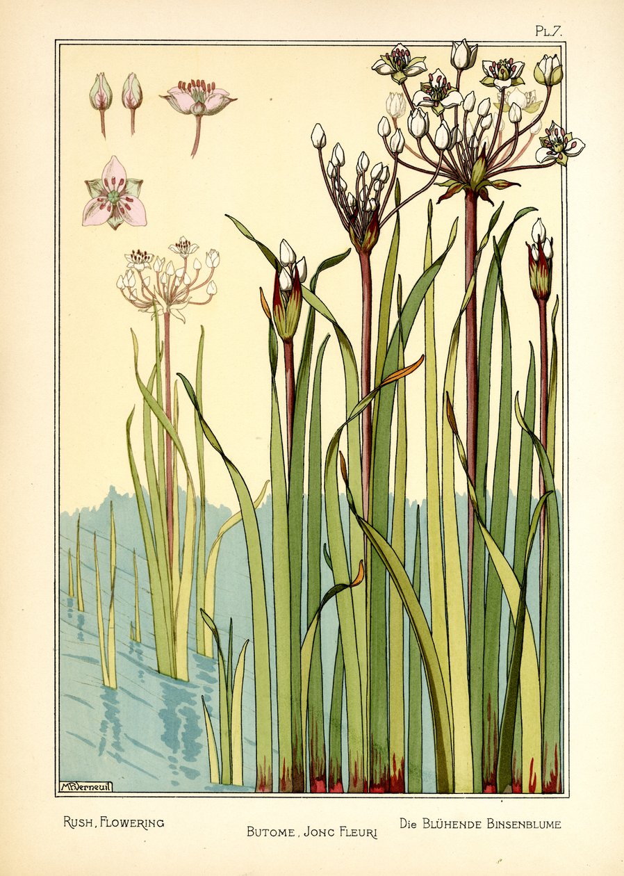 The Rush Flowering (barva lito) od Maurice Pillard Verneuil