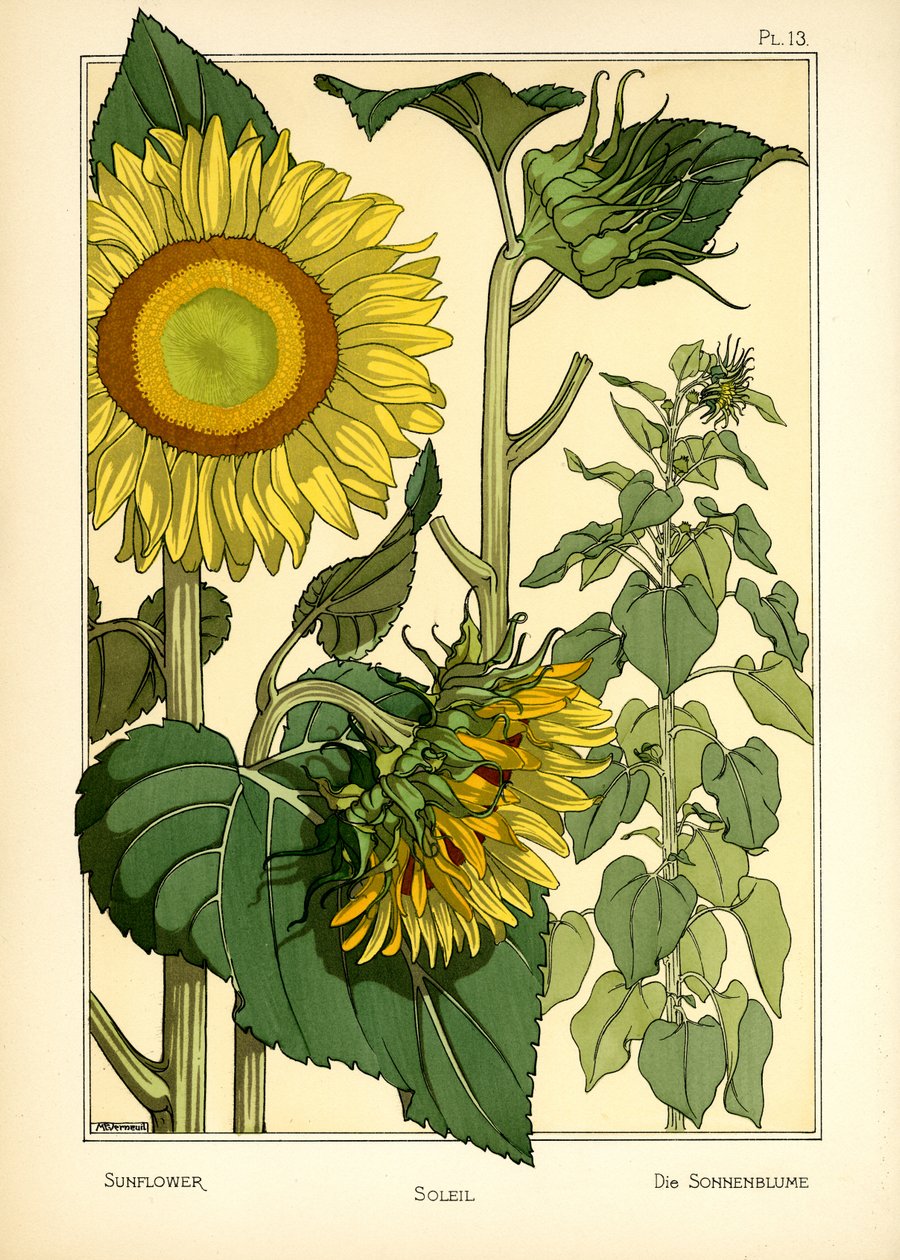 Slunečnice (barva lito) od Maurice Pillard Verneuil
