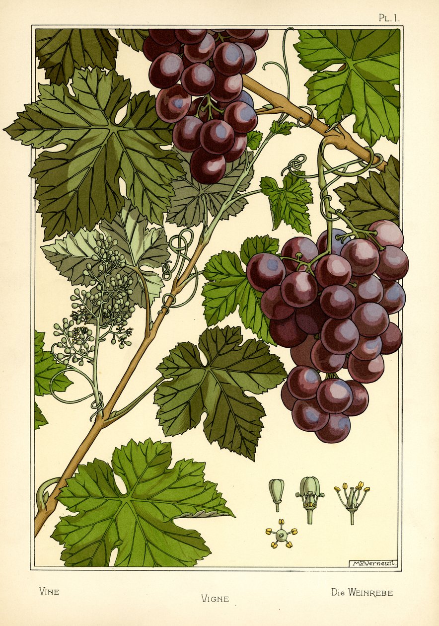 Vine (barva lito) od Maurice Pillard Verneuil
