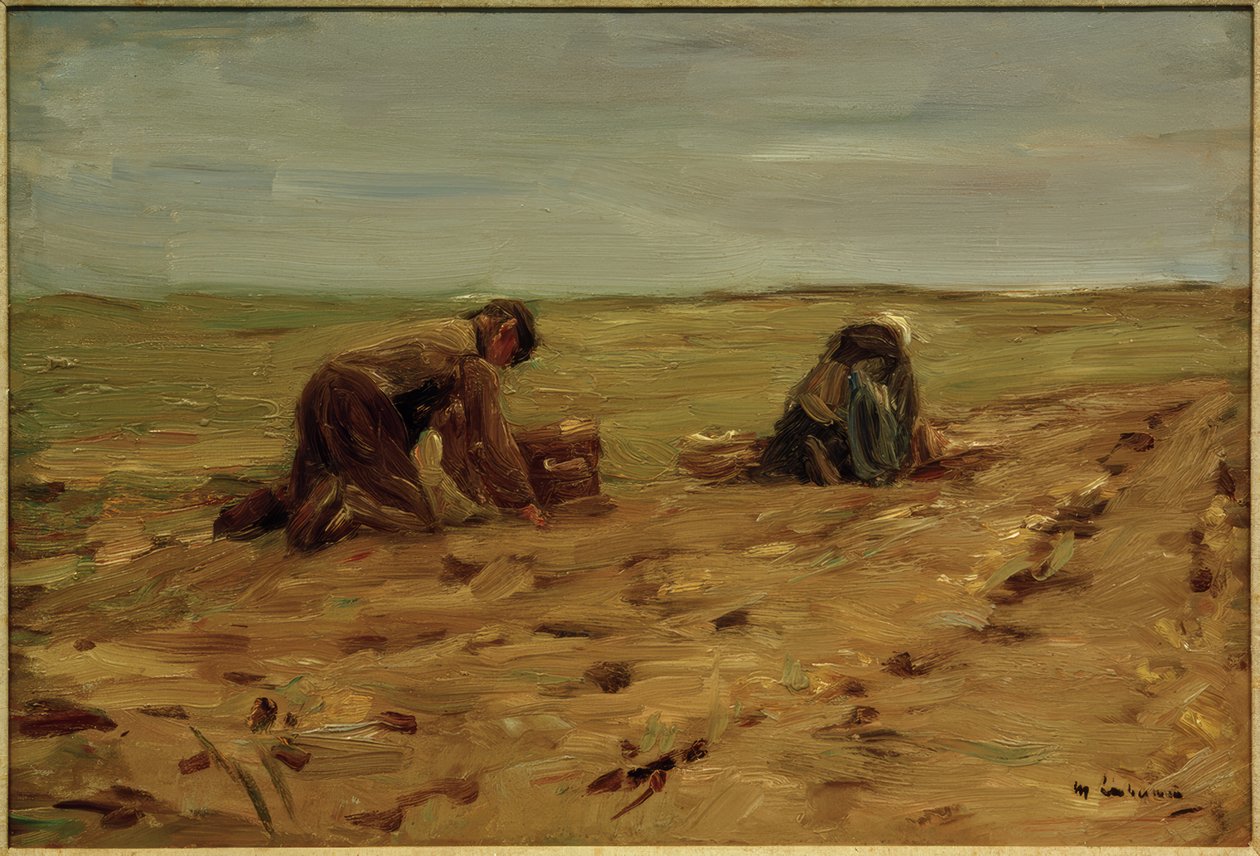 Sklizeň brambor v dunách od Max Liebermann