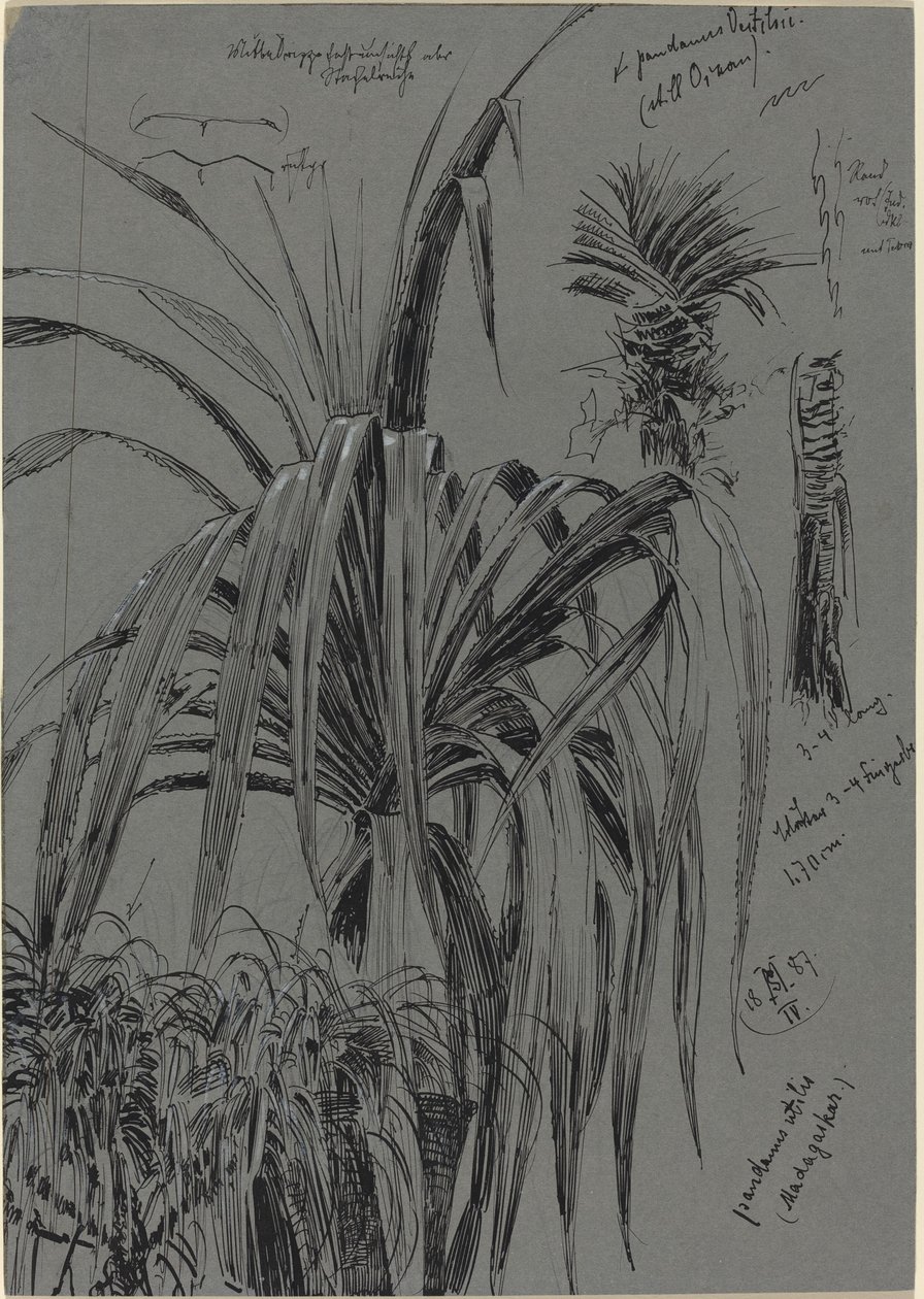 Studie Screwpines z Madagaskaru od Max Seliger