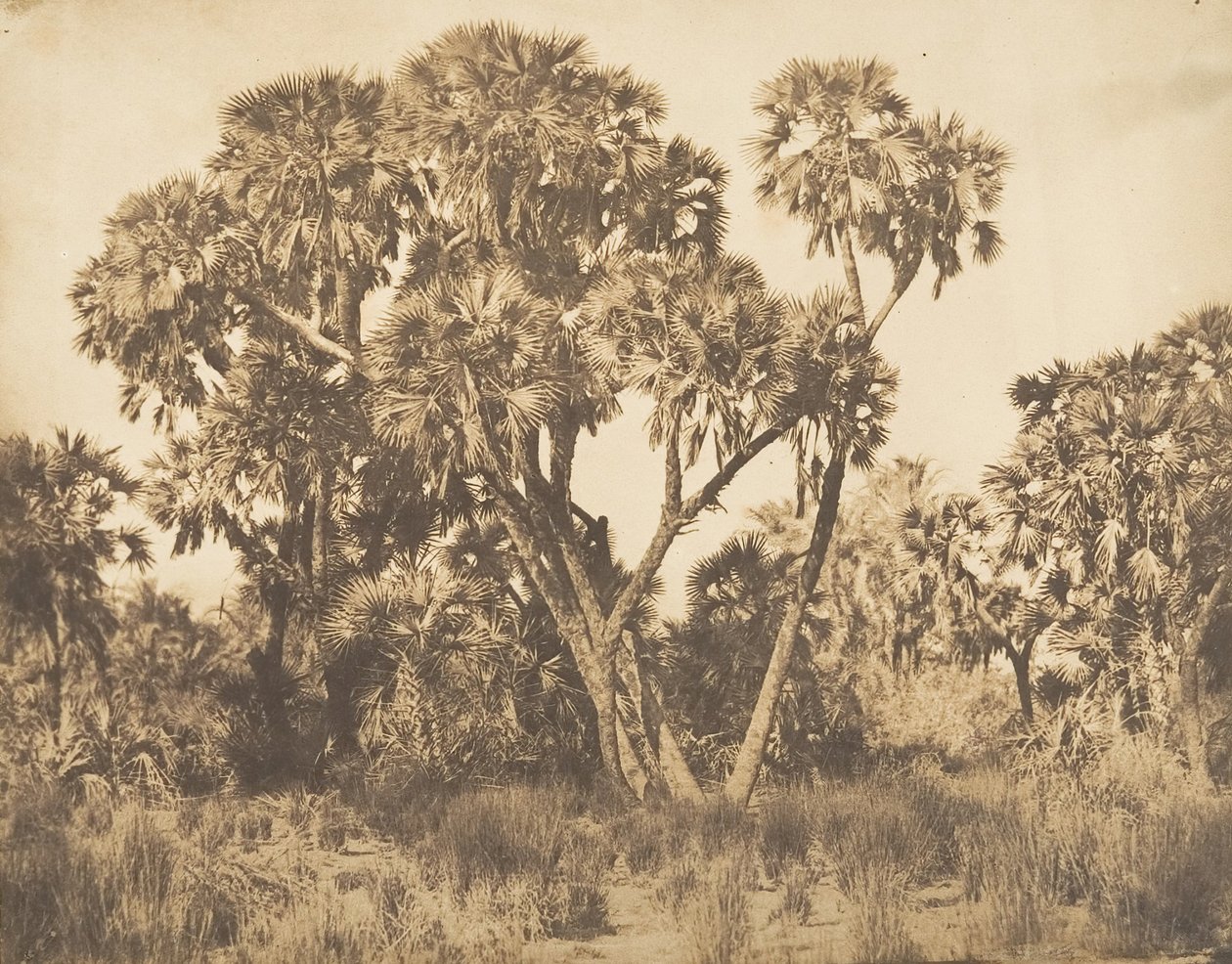 Doum Palms v Hamarneh, 1849-50. od Maxime Du Camp