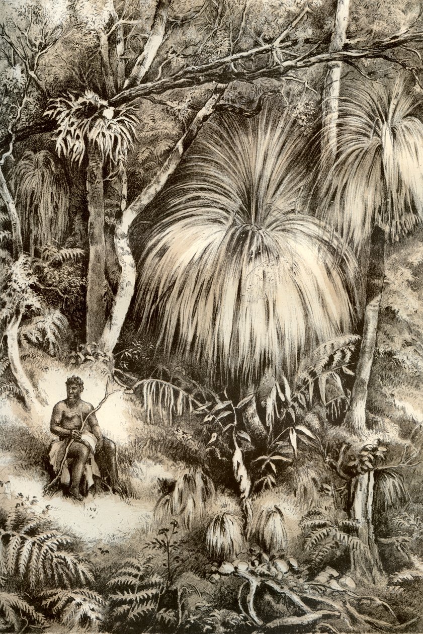 Tasmánská lesní scéna, 1879 od McFarlane and Erskine