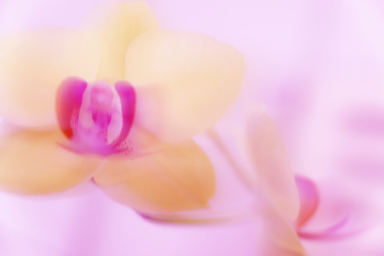 růžový ORCHID od Melanie Hermine Lichterfeld