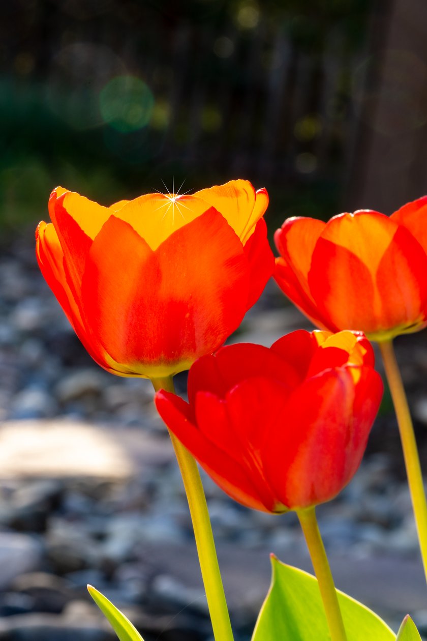 zářící TULIP od Melanie Hermine Lichterfeld