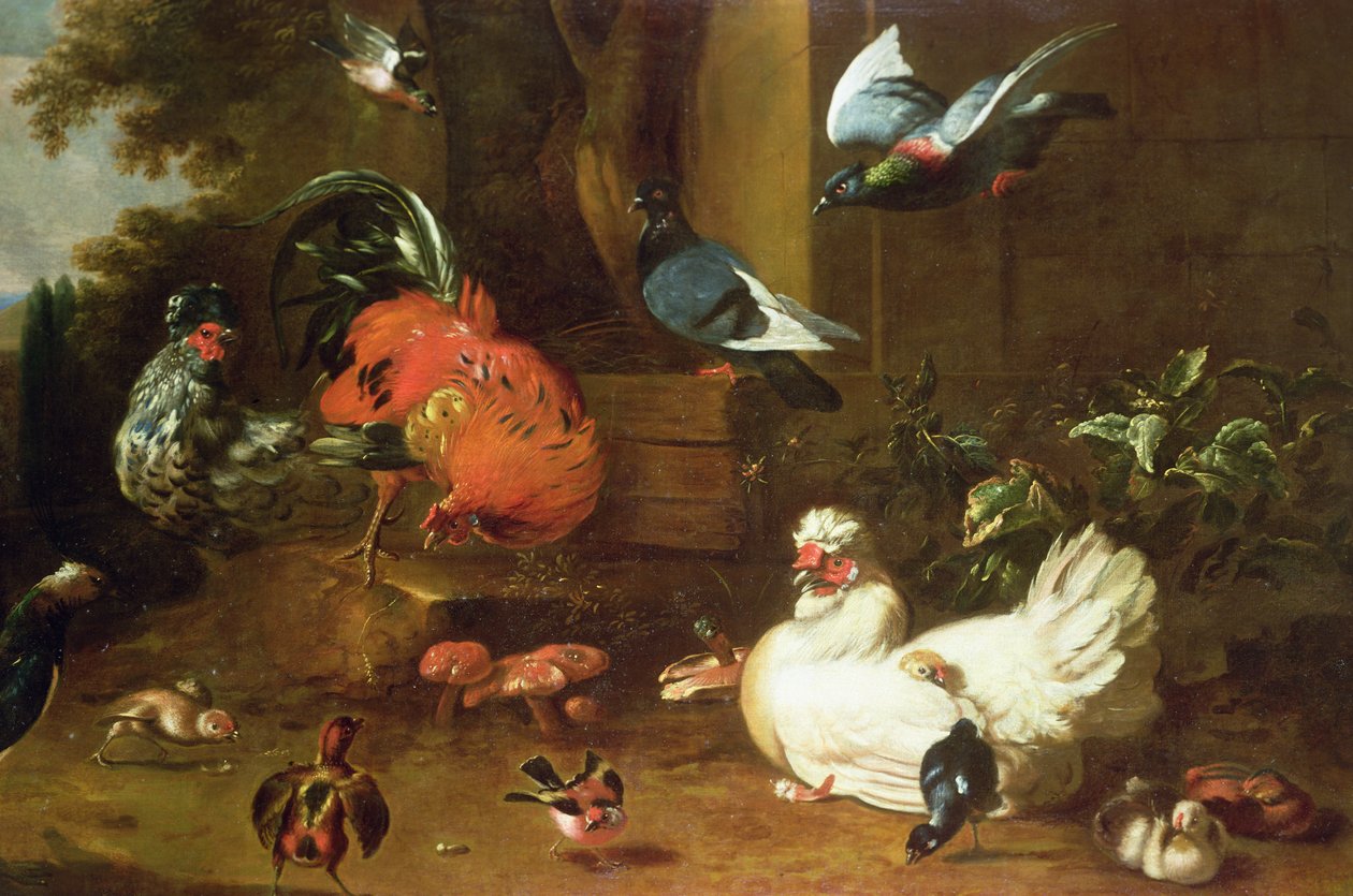 Drůbež v parku od Melchior de Hondecoeter