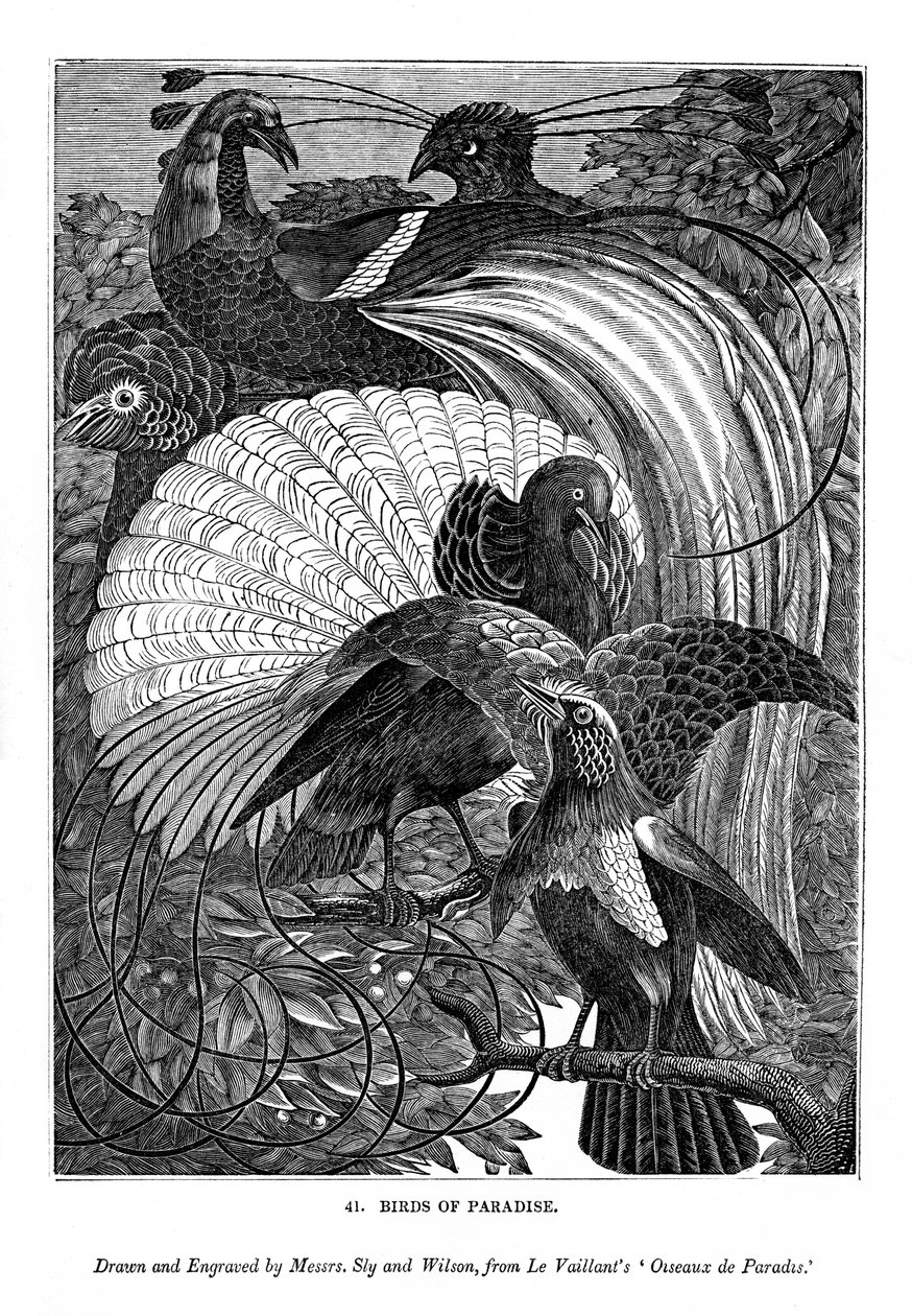 Birds of Paradise, c1770-1820 1843 od Messrs Sly and Wilson