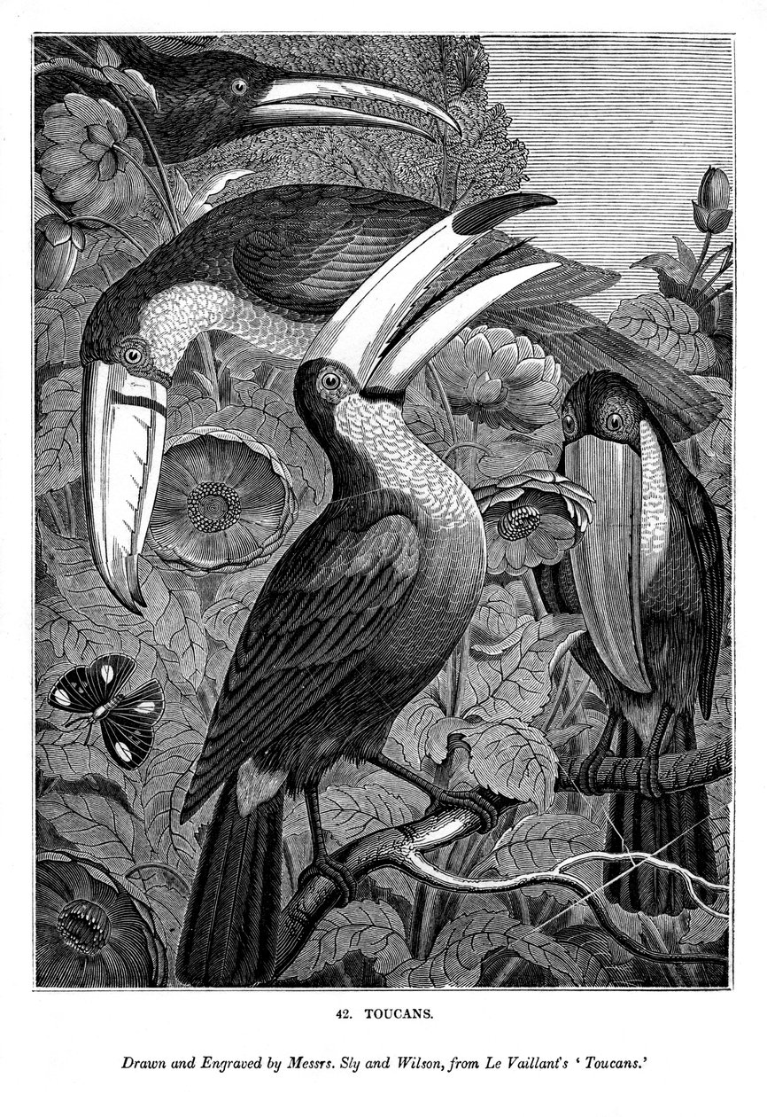 Tukani, c1770-1820 1843 od Messrs Sly and Wilson