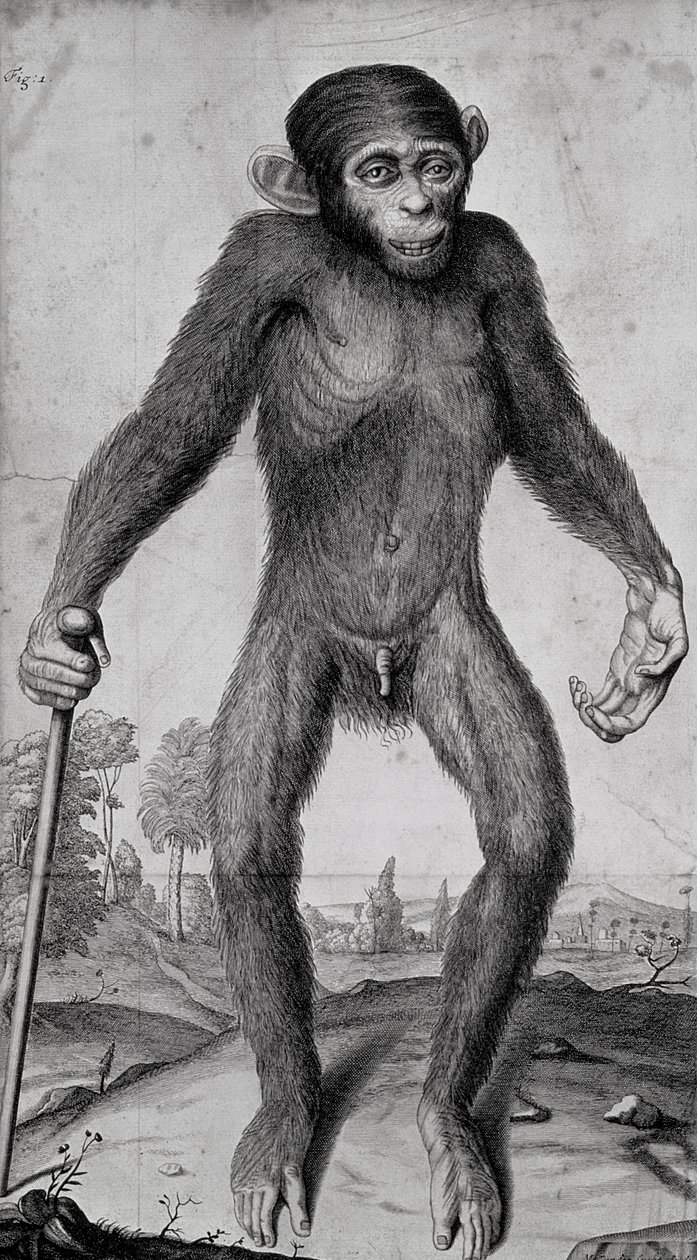 Šimpanz, 1699 od Michael van der Gucht