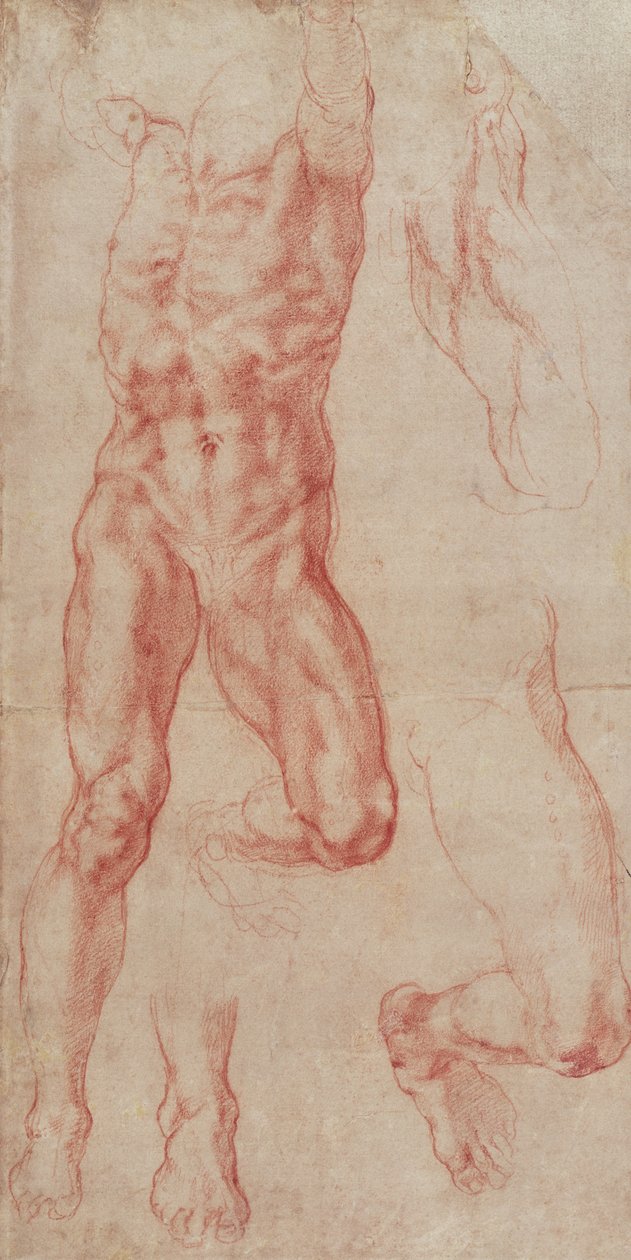 Studie mužského aktu, táhnoucího se nahoru od Michelangelo Buonarroti
