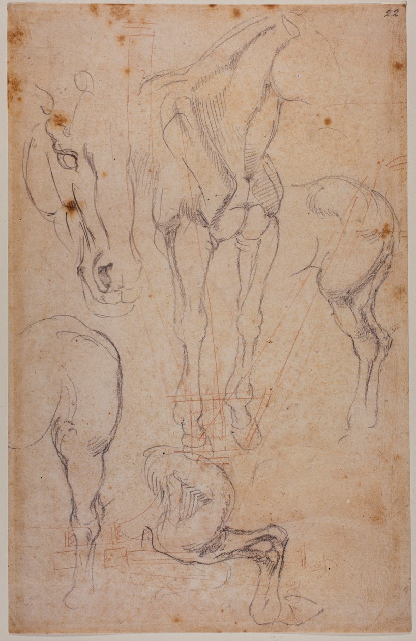 Anatomické studie koně od Michelangelo Buonarroti