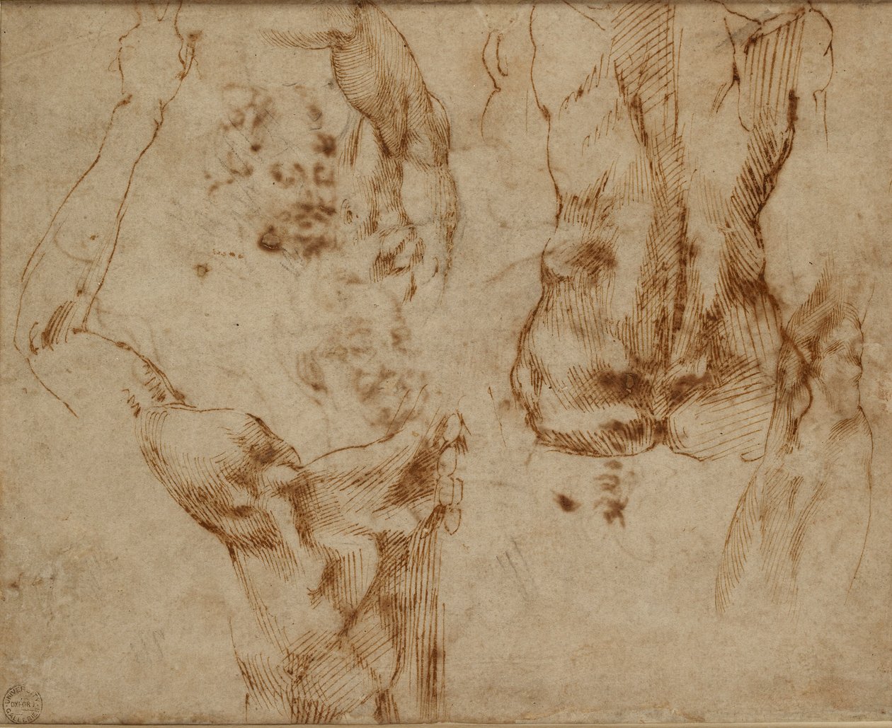 Nahé studie, c1490-1560 od Michelangelo Buonarroti