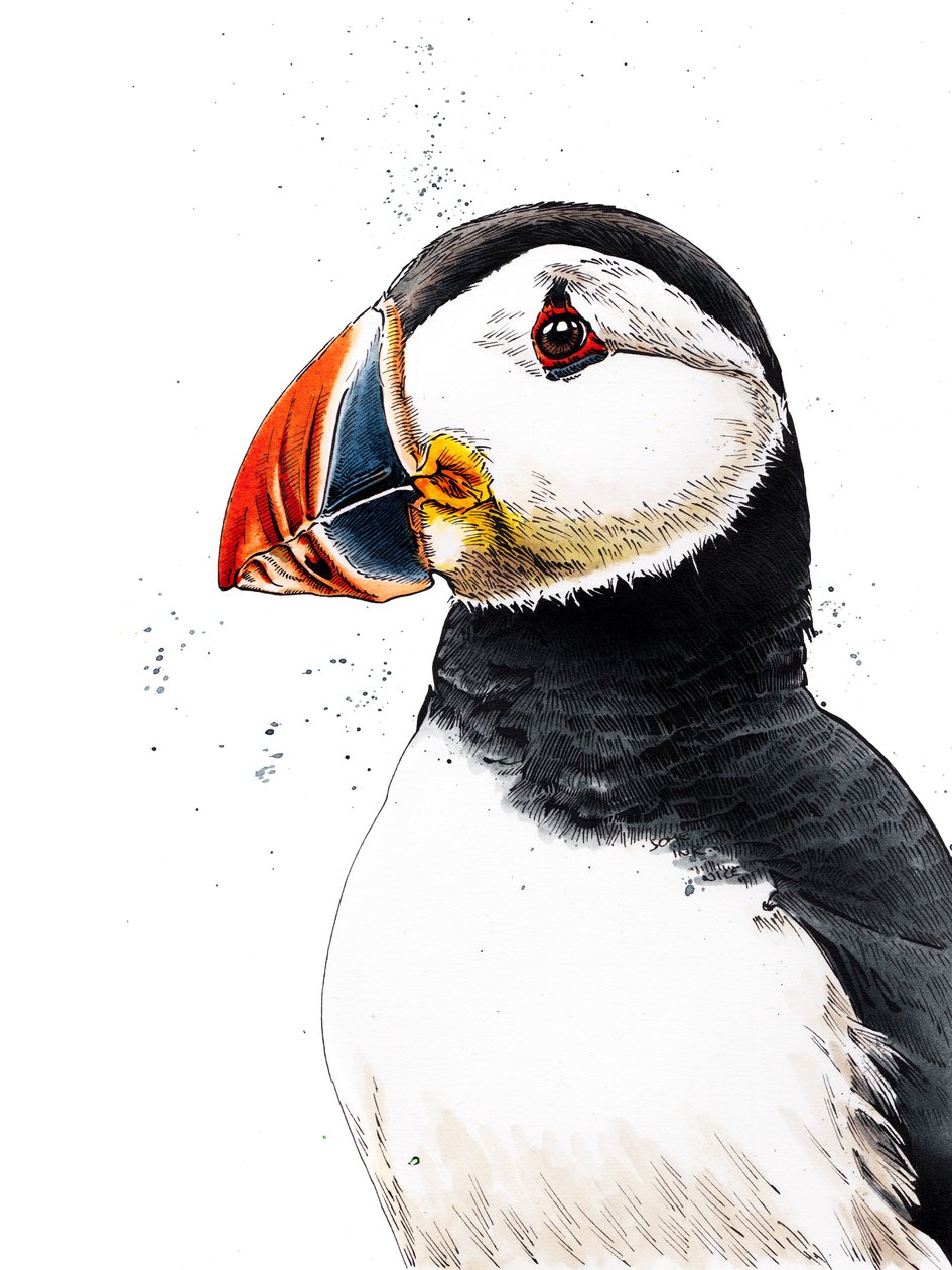 Clive The Puffin on White, 2019 od Mike Davis