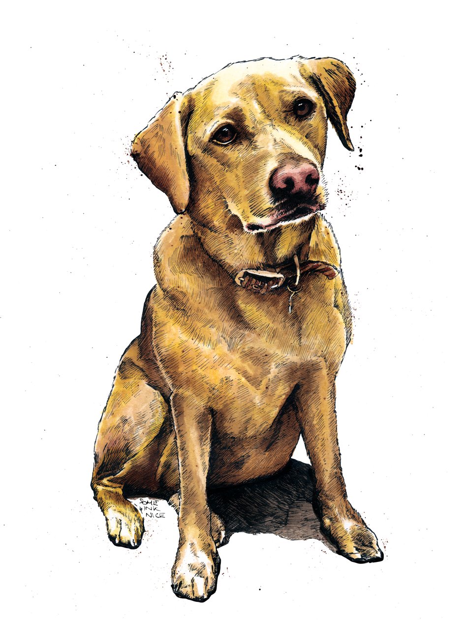 Daisy The Labrador on White, 2020 od Mike Davis