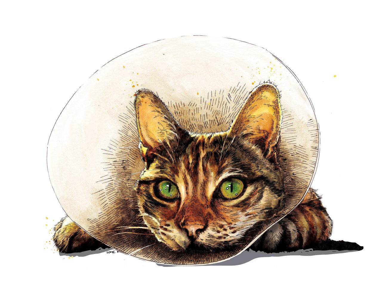 Get Well Cat on White, 2020 od Mike Davis