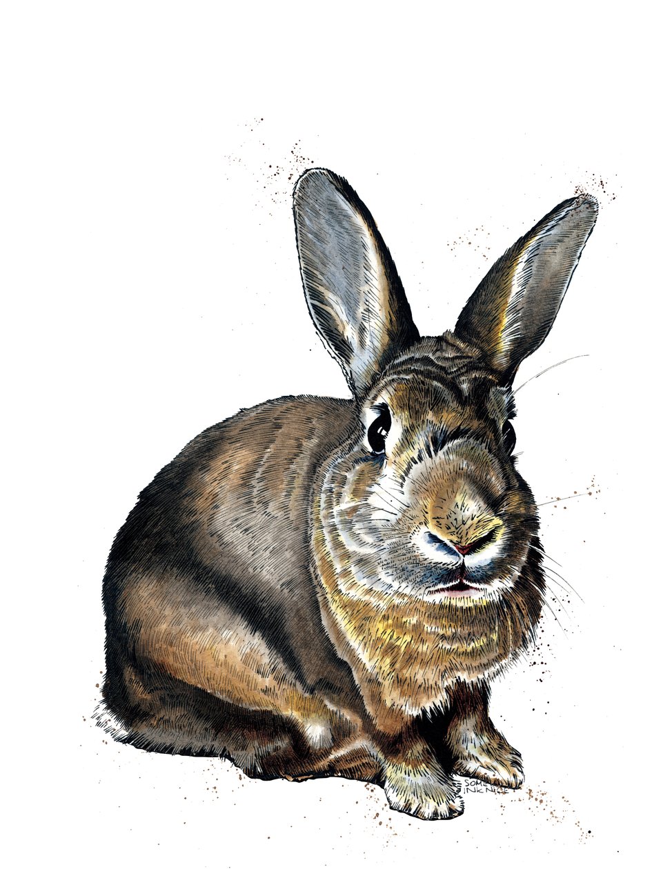 Meg The Bunny on White, 2019 od Mike Davis