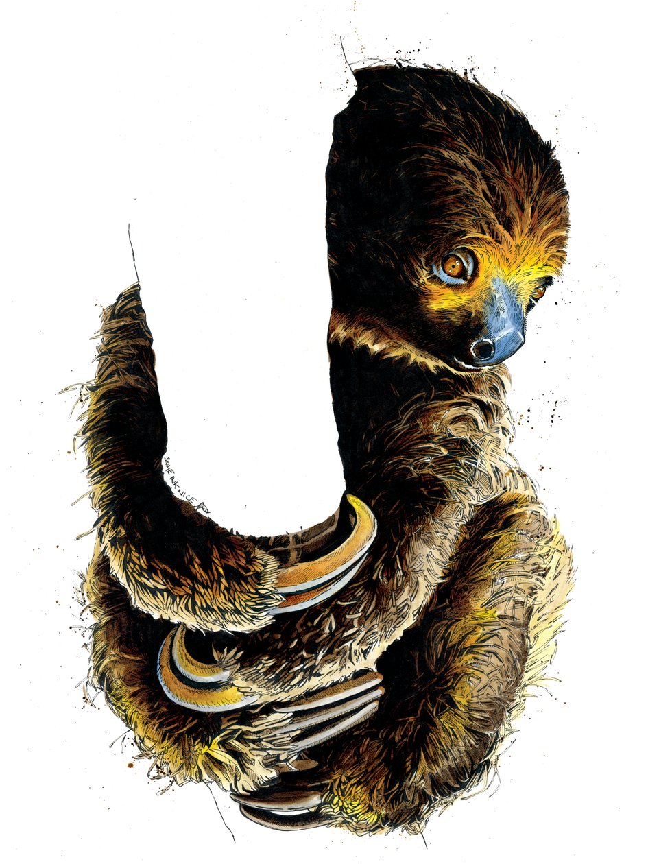 Talita The Sloth on White, 2019   1421521   cs       czech Successfully Translated  Original: Plantstudie Urformen der Kunst (series title) Translat: Plantstudie Urformen der Kunst (series title) 1329995 cs czech Successfully Translated Original: The Virgi od Mike Davis