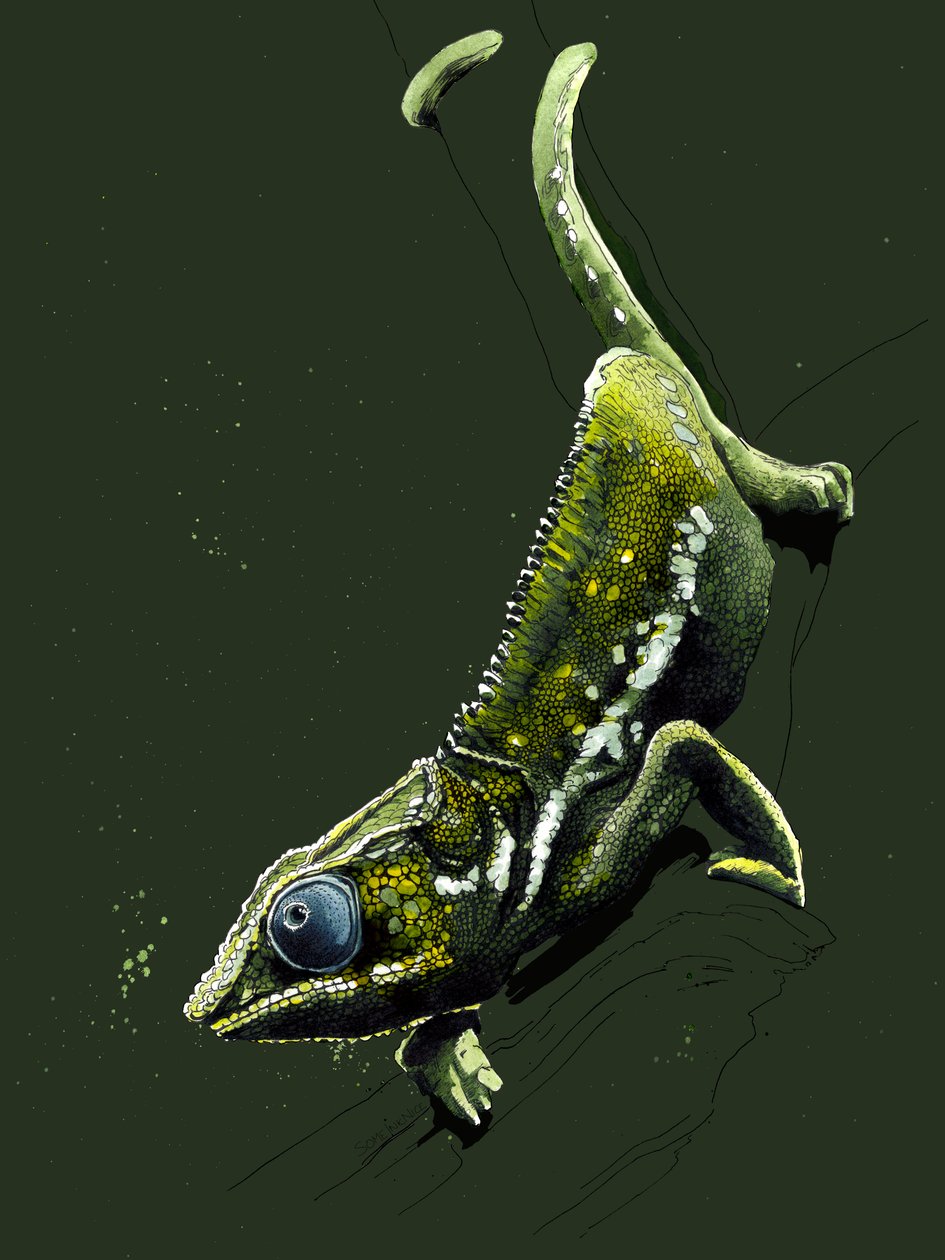 Chameleon na Forest Green, 2020 od Mike Davis