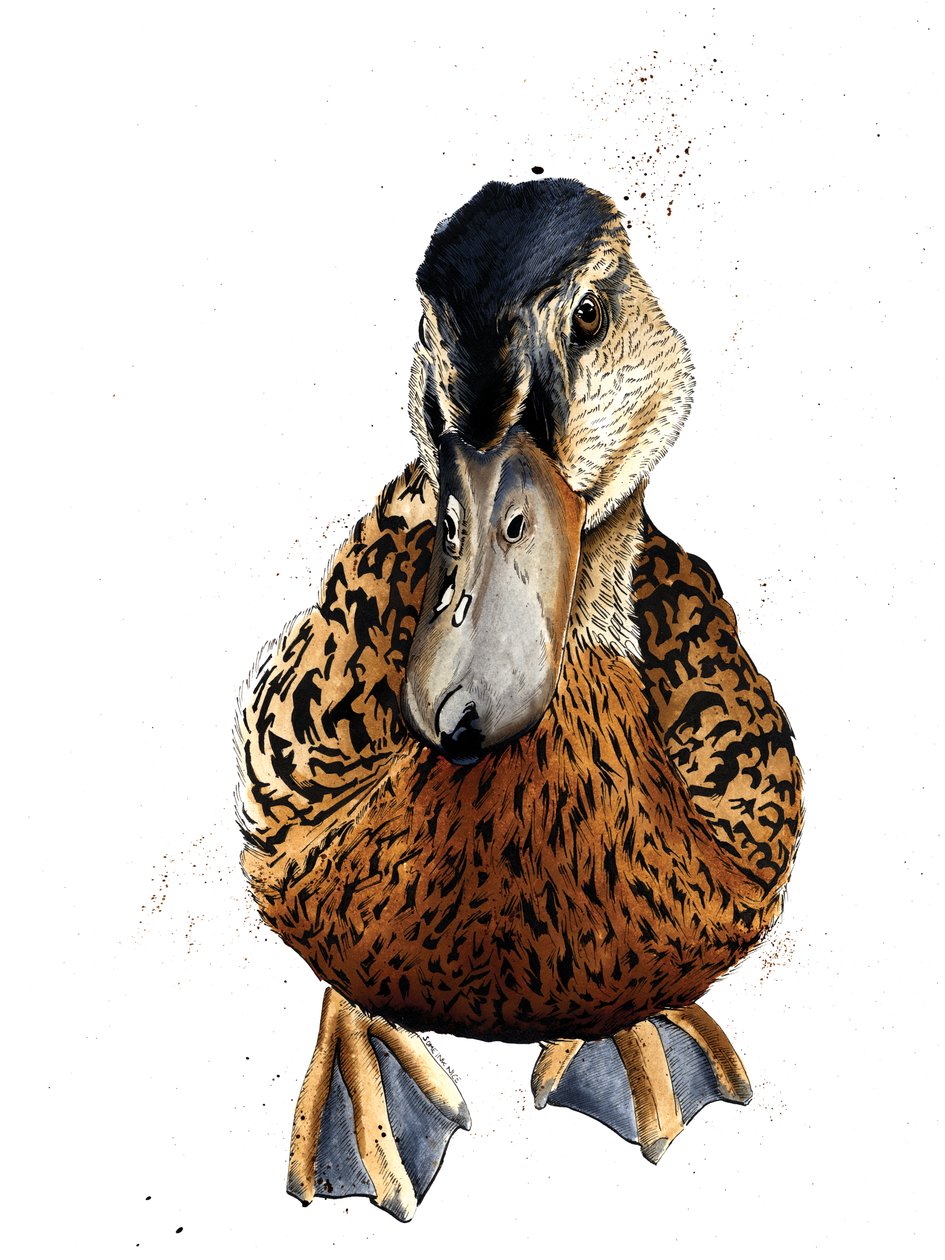 Kachna na bílém, 2019 od Mike Davis