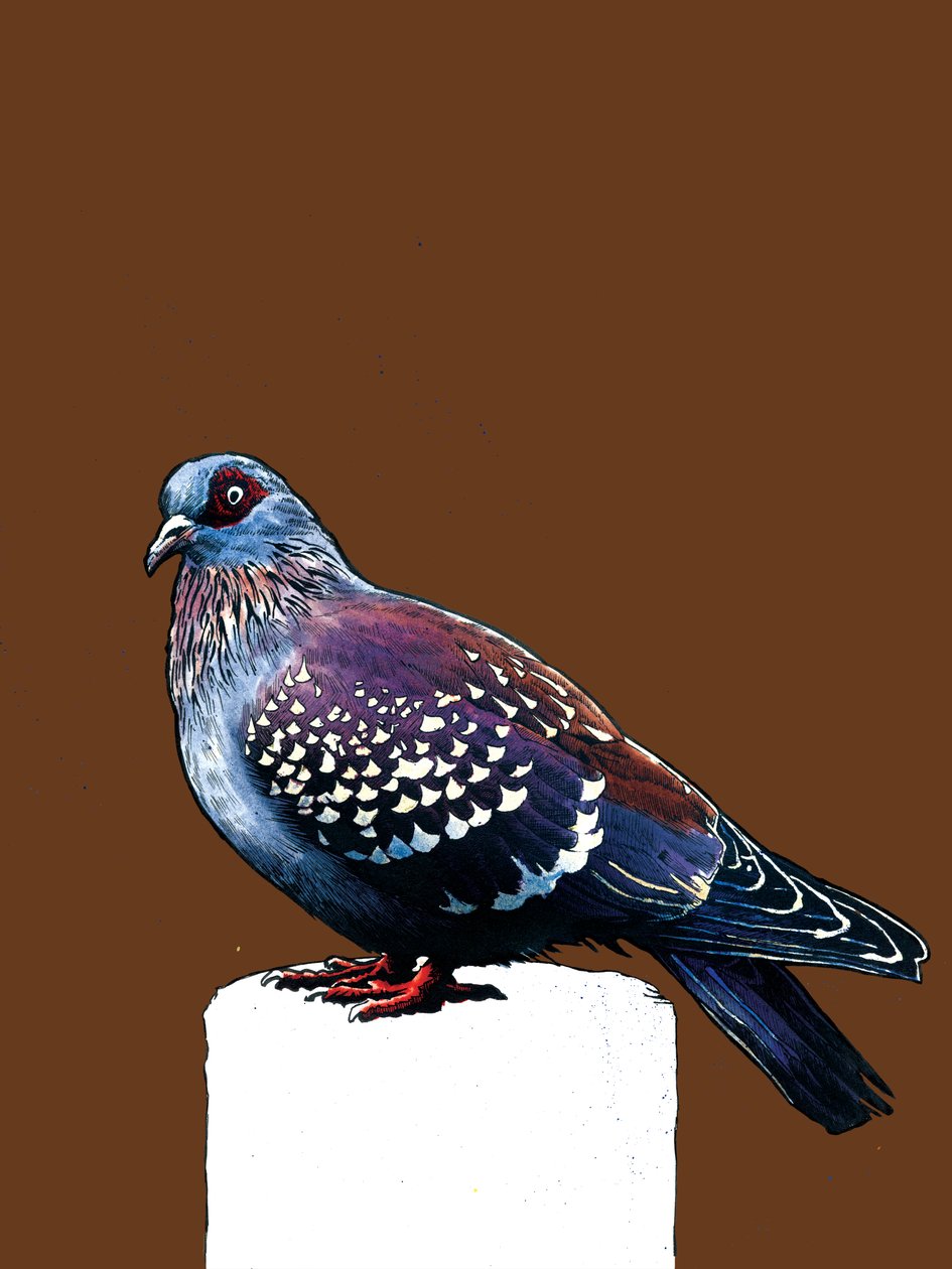 Pigeon on Burnt Orange, 2020 od Mike Davis