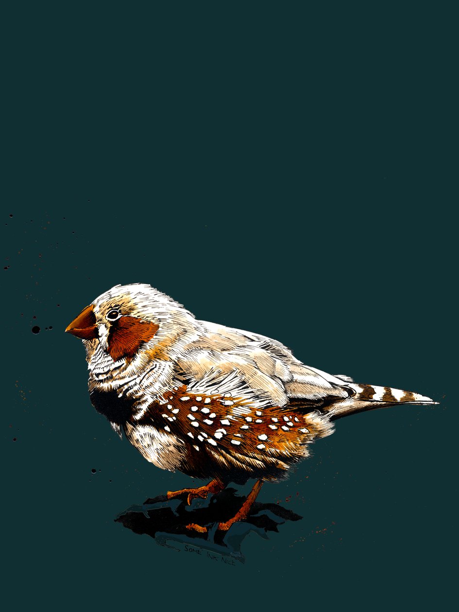 Zebrafinch na Deep Cyan, 2020 od Mike Davis