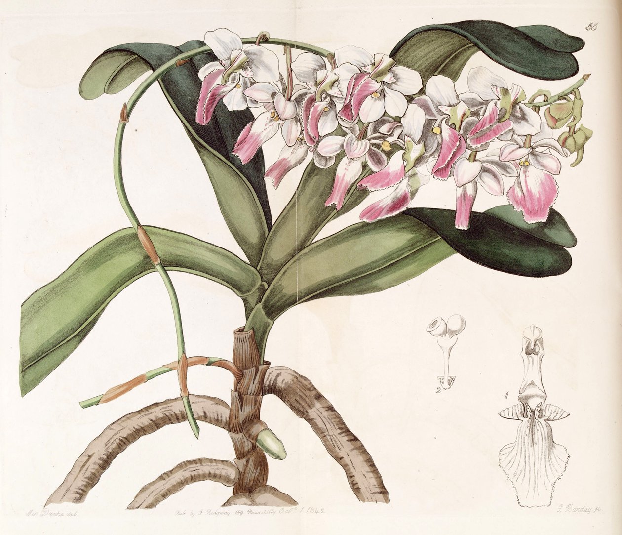 Aerides crispum od Miss Drake