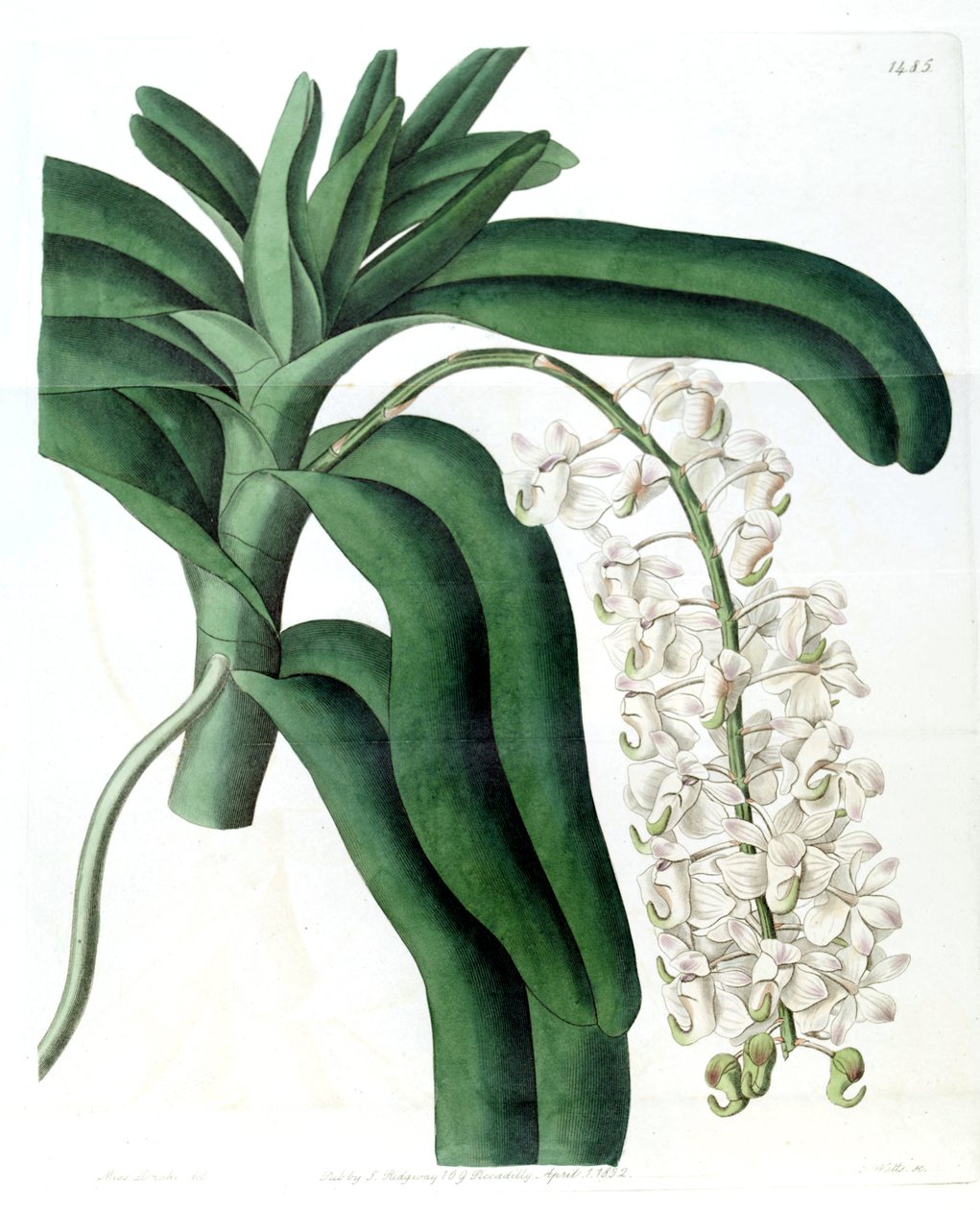 Aerides odoratum (jako syn. Aerides cornutum) od Miss Drake