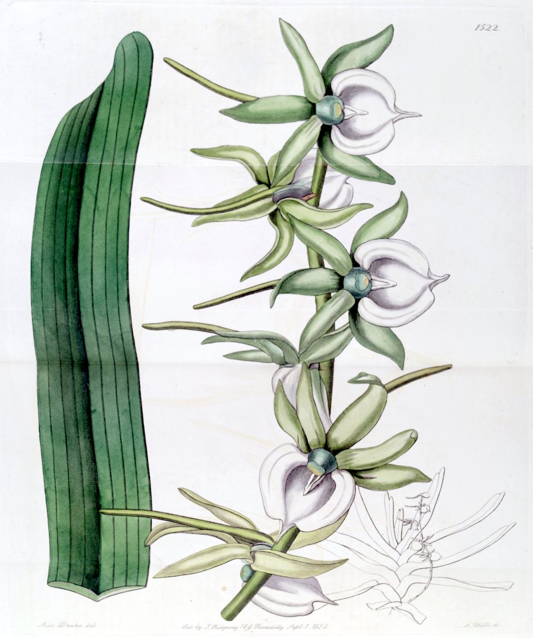 Angraecum slonová kost od Miss Drake