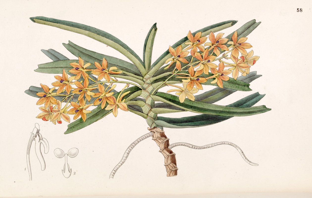 Ascocentrum miniatum (jako syn. Saccolabium miniatum) od Miss Drake